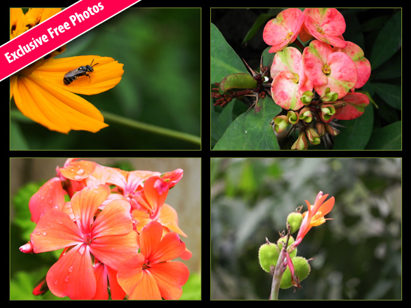 Free flower photos download