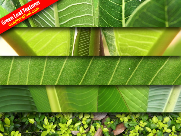 Hi-res leaf textures pack