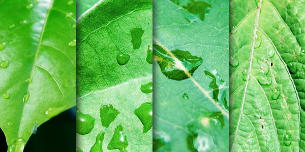 Fresh green leaves with dew drops texture