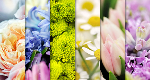 Freebie: 6 High Resolution Flower Backgrounds