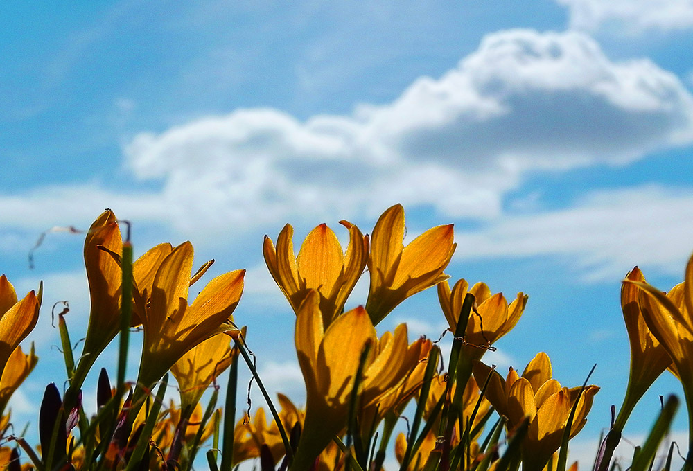 8 Free Flower Photos