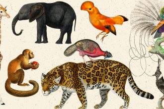 Free Animal And Birds Illustrations