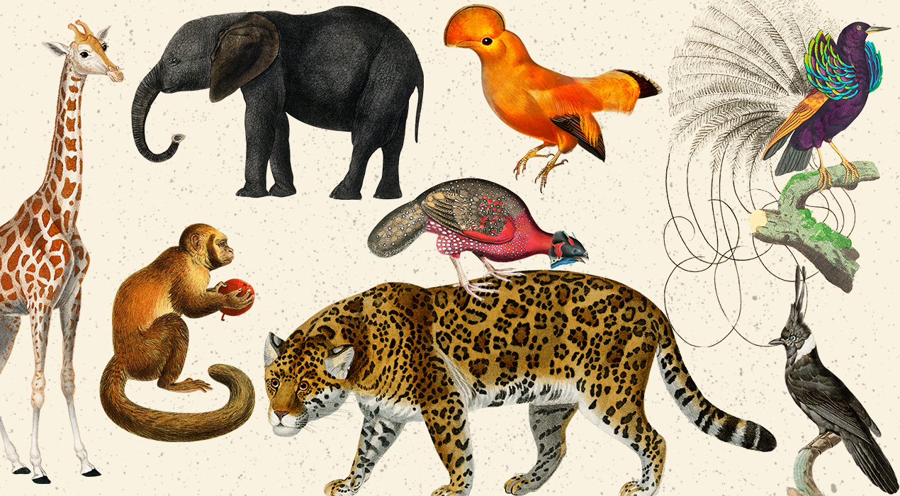 Wild Animal And Fantastic Bird Illustrations